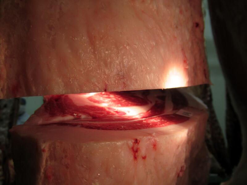 褐色和種１頭目の肉