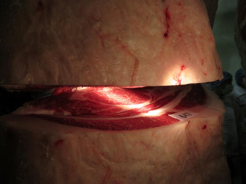 褐色和種２頭目の肉