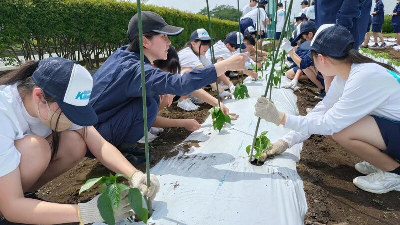 ピーマンの誘引