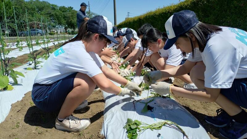 種類ごとに植えました
