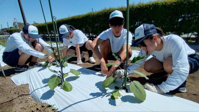 ナスのわき芽はどこでしょう？