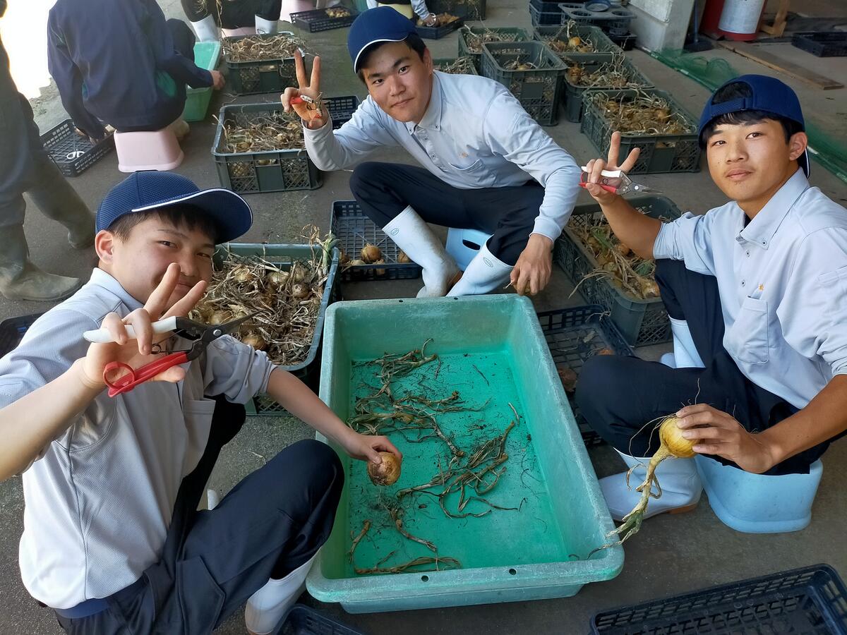 タマネギの出荷調整１