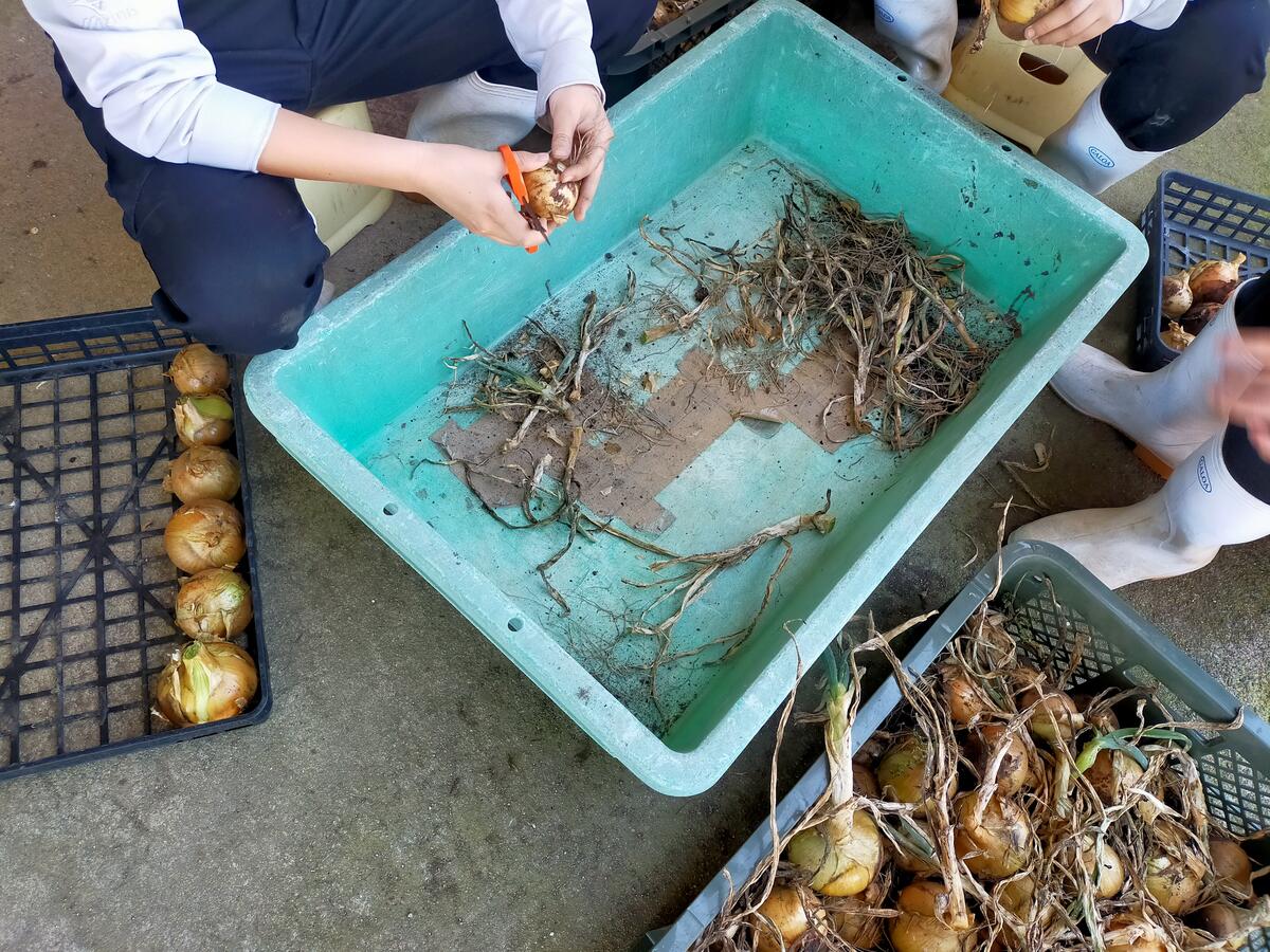 出荷調整の様子