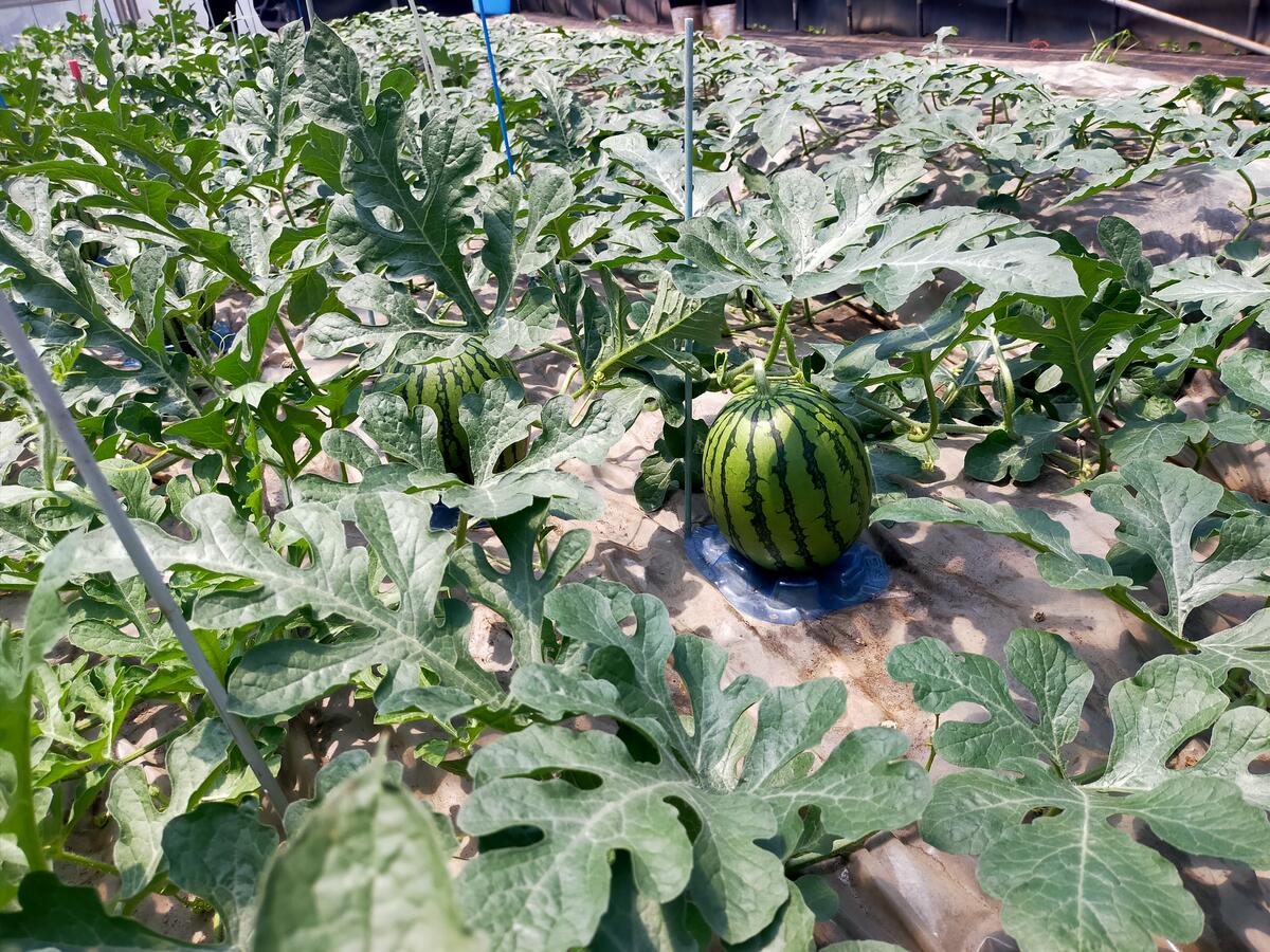 スイカ