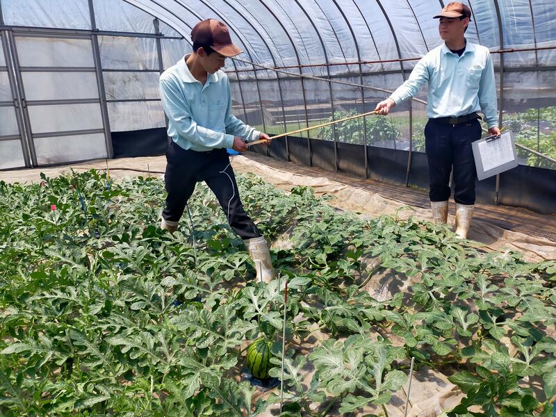 スイカの円周を調べ、縦径・横径を計算しました。