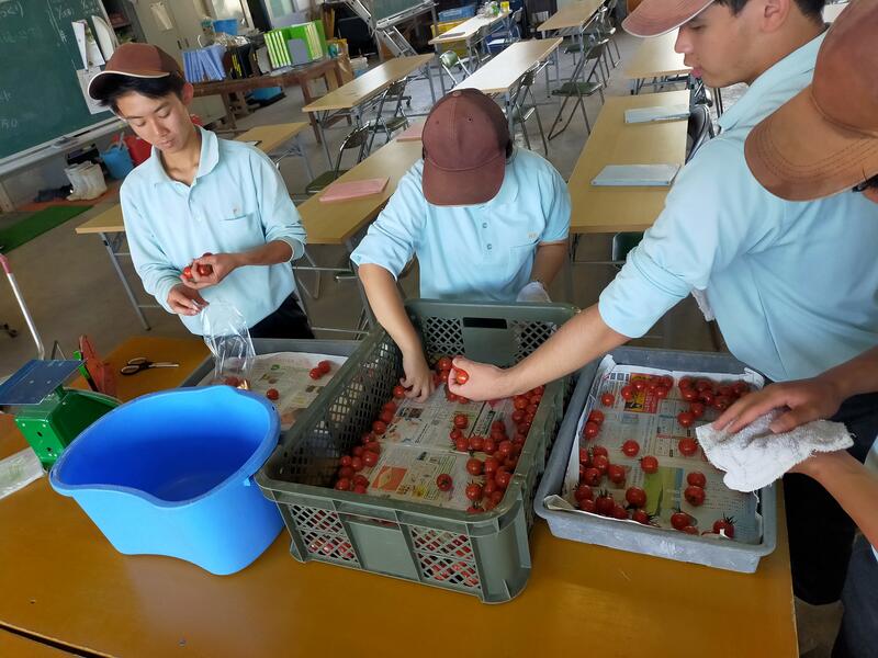 出荷調整の様子