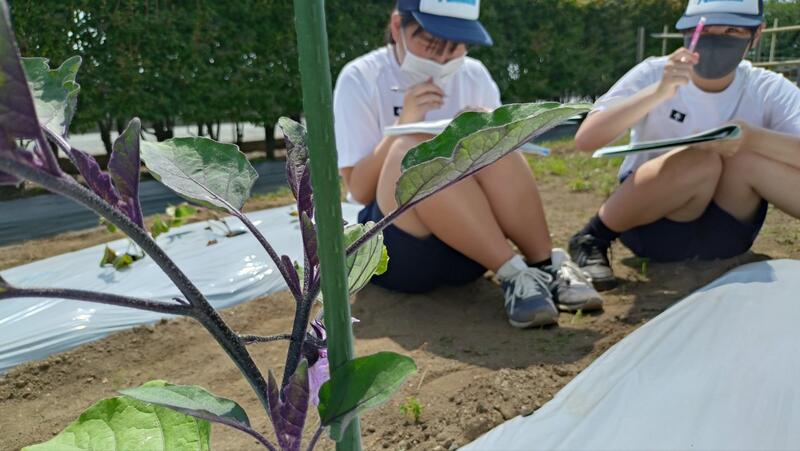 ナスも花が咲いています