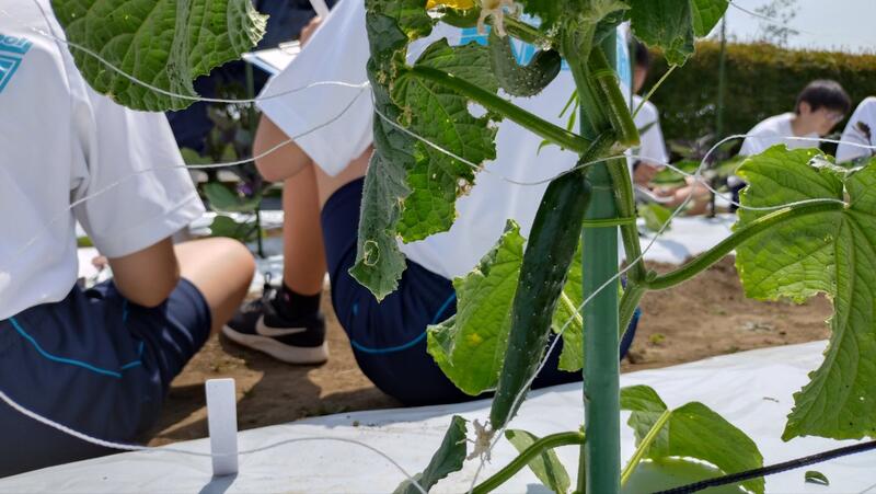 キュウリがなってる！