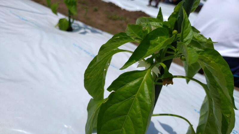 ピーマンも花が咲いています