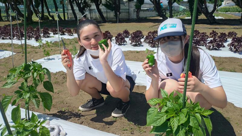 ピーマン大きい！