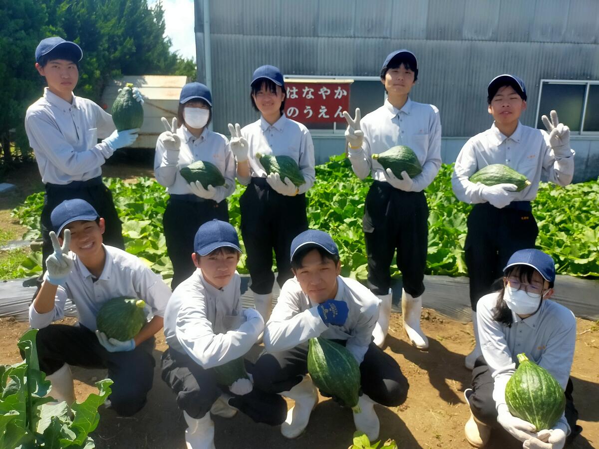 かぼちゃの収穫