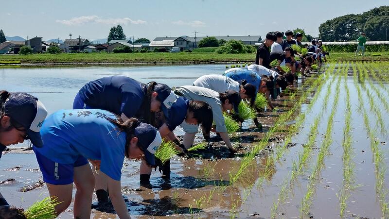 きれいに並んで植えていく