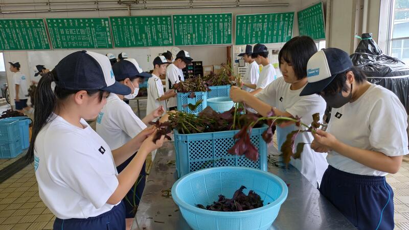 丁寧に葉を取る