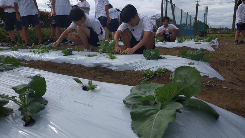 他の野菜も少しずつ成長中