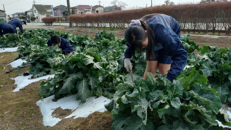 ブロッコリーの収穫