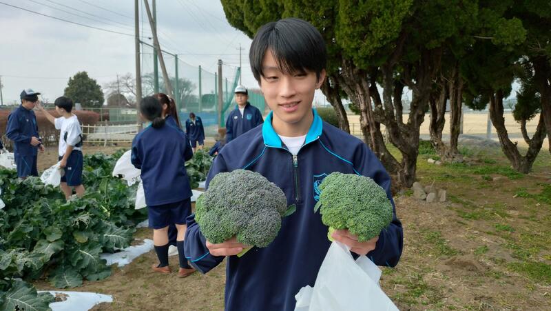 大きなブロッコリーが収穫できました！