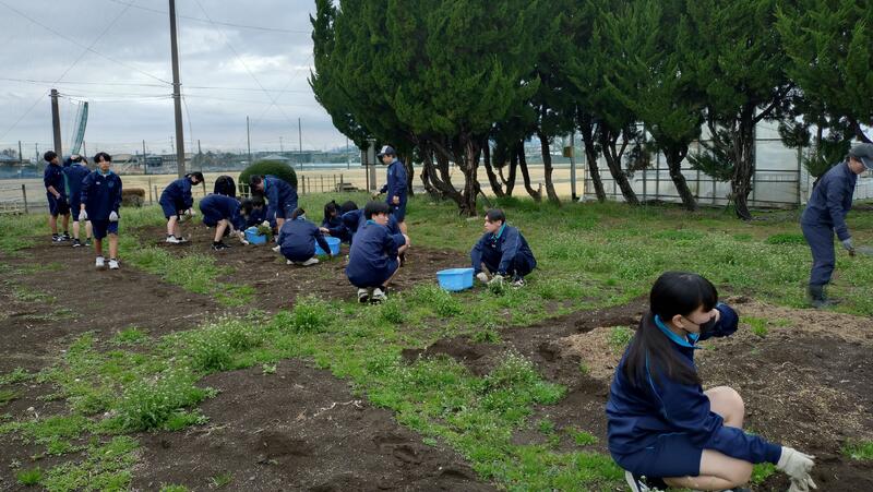 除草作業