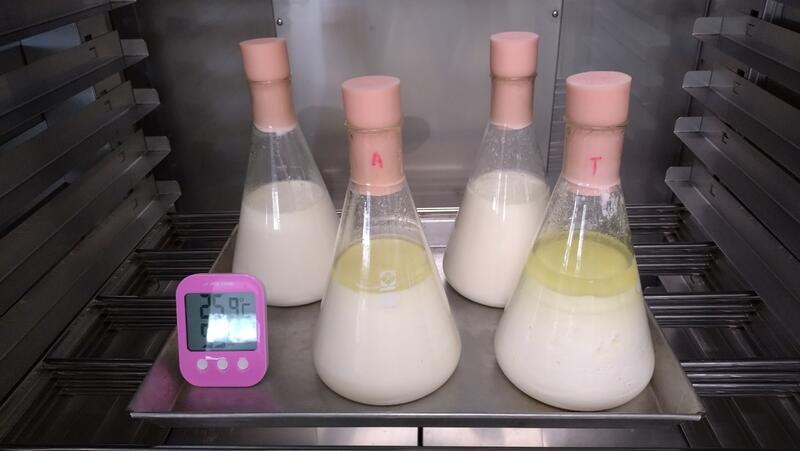 ニューピスに使われる乳酸菌４種