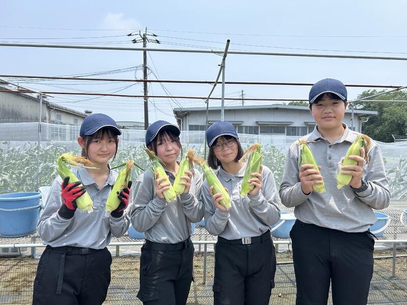 大きなトウモロコシ！