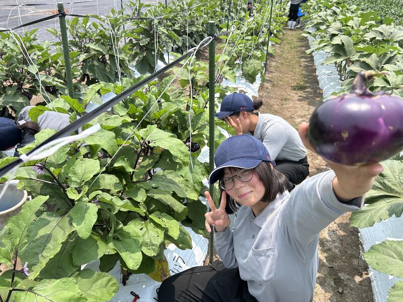 ナスの品種は京まんじゅうです！