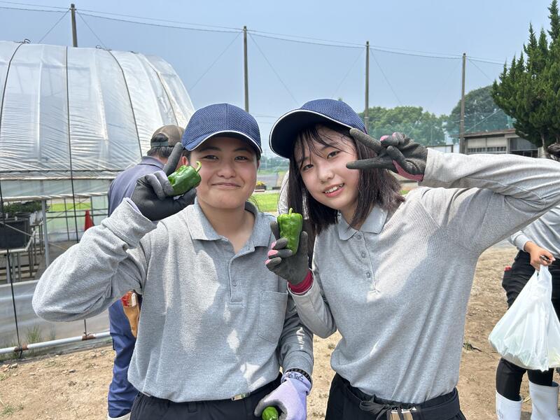 立派なピーマン！