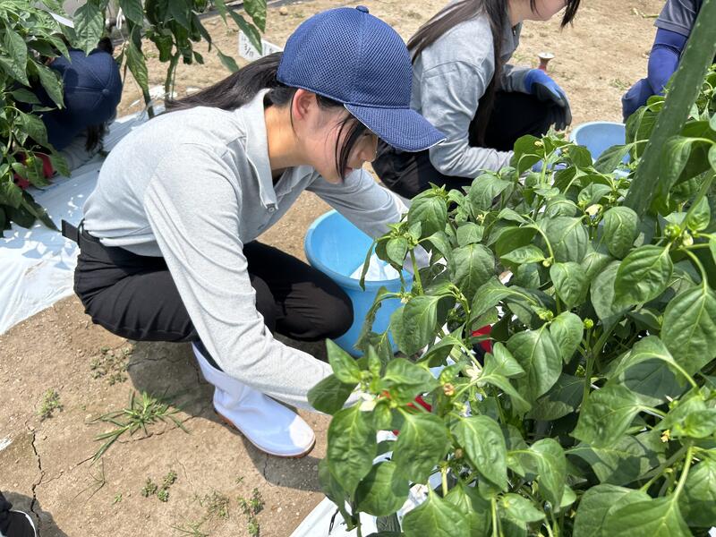 余分な葉を落としています！