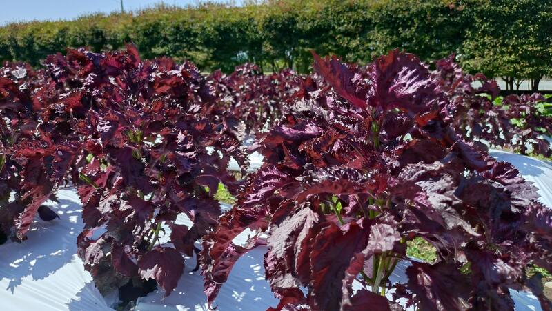 育てていた赤シソ