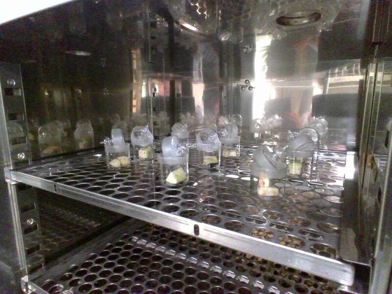 ナスを乾燥させ水分を蒸発させます