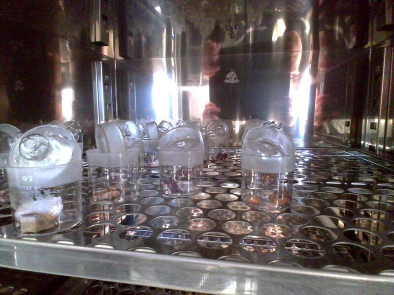 乾燥が進んできました