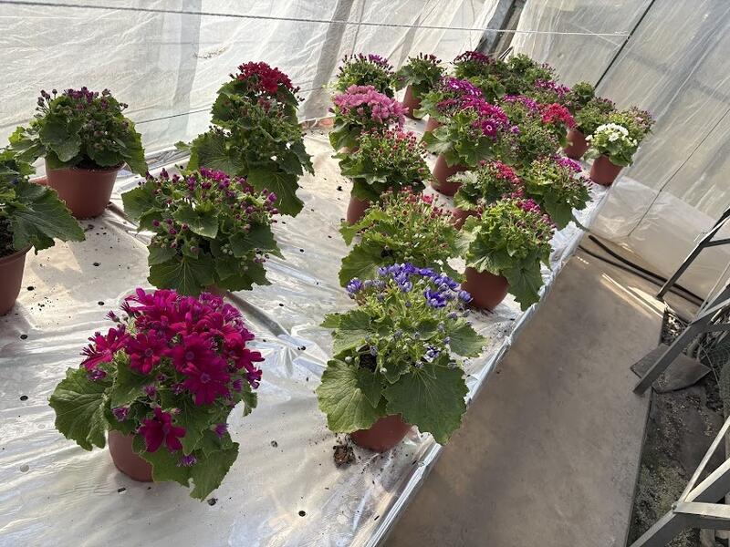 サイネリア１鉢２５０円