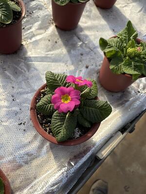 プリムラ１鉢１５０円