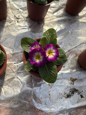 プリムラ１鉢１５０円