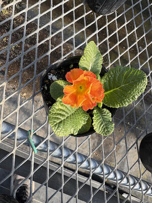 プリムラ１ポット７０円