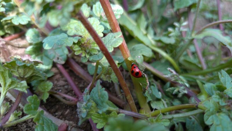 助けられたテントウムシ