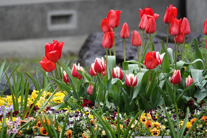 中庭のチューリップ
