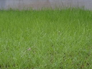 セントラルパーク2