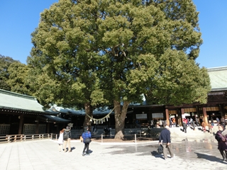 明治神宮3