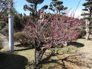 ウメ1