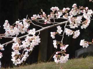 桜3