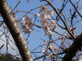 桜2