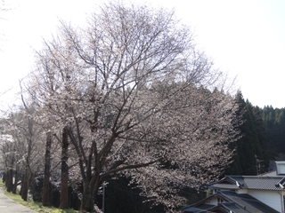 山桜1