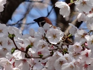 桜花と鳥1