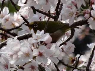 桜花と鳥2