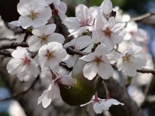桜花と鳥3