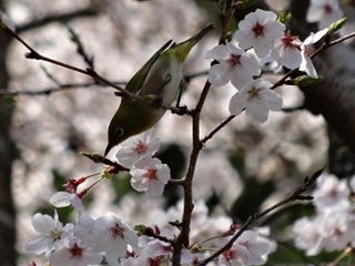 桜花と鳥4