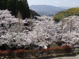 Ｅ科３階からの桜