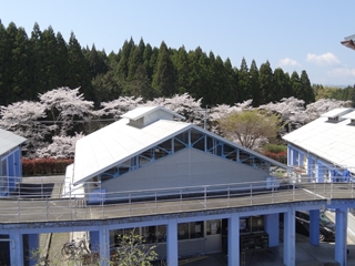 Ｍ科３階からの桜