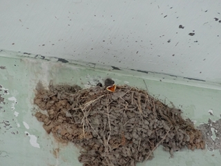 ツバメ2 ツバメ2