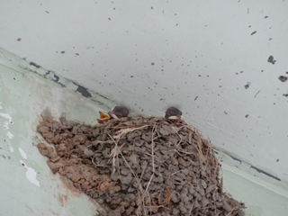 ツバメ4 ツバメ4