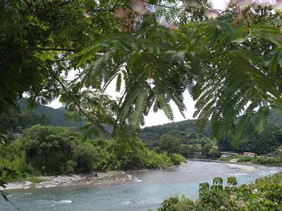 川辺川とねむの木